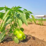 WhatsApp Image 2024-08-25 à 09.20.58_7f4870a3