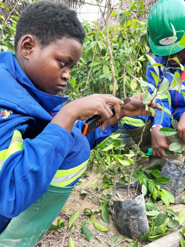 le Greffage des arbres fruitiers